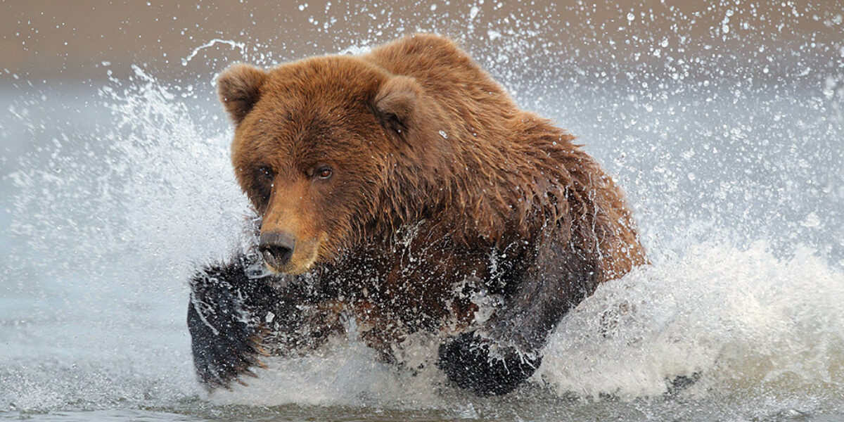 “Coastal Brown Bears of Alaska” trip report (part 1)
