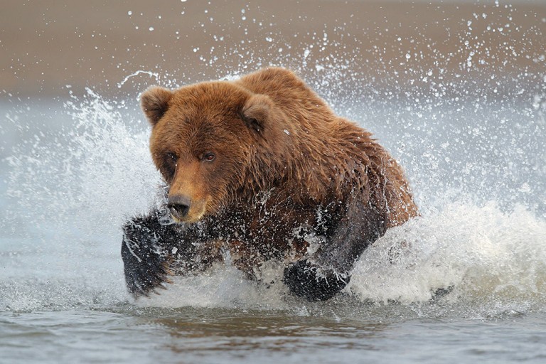 “Coastal Brown Bears of Alaska” trip report (part 1)