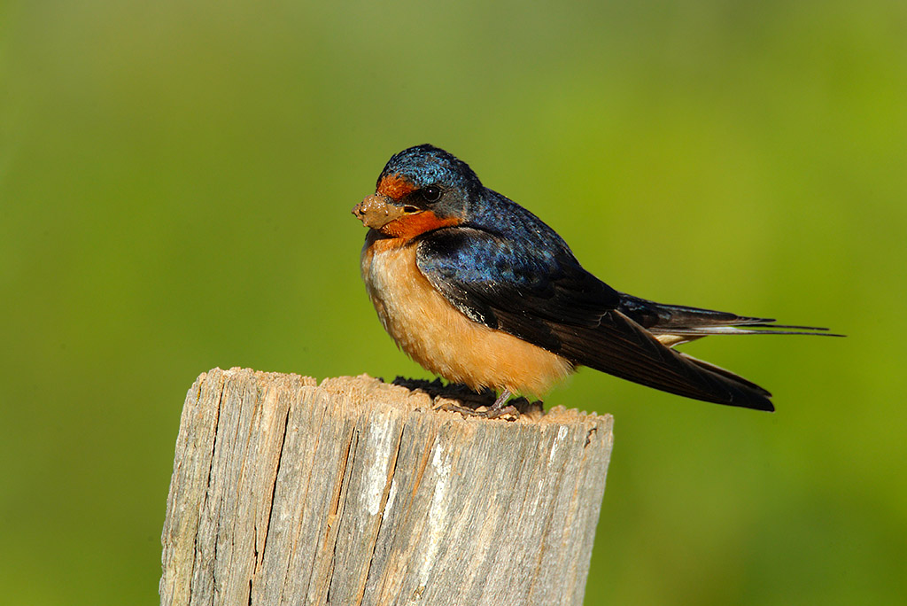 Barn Swallow