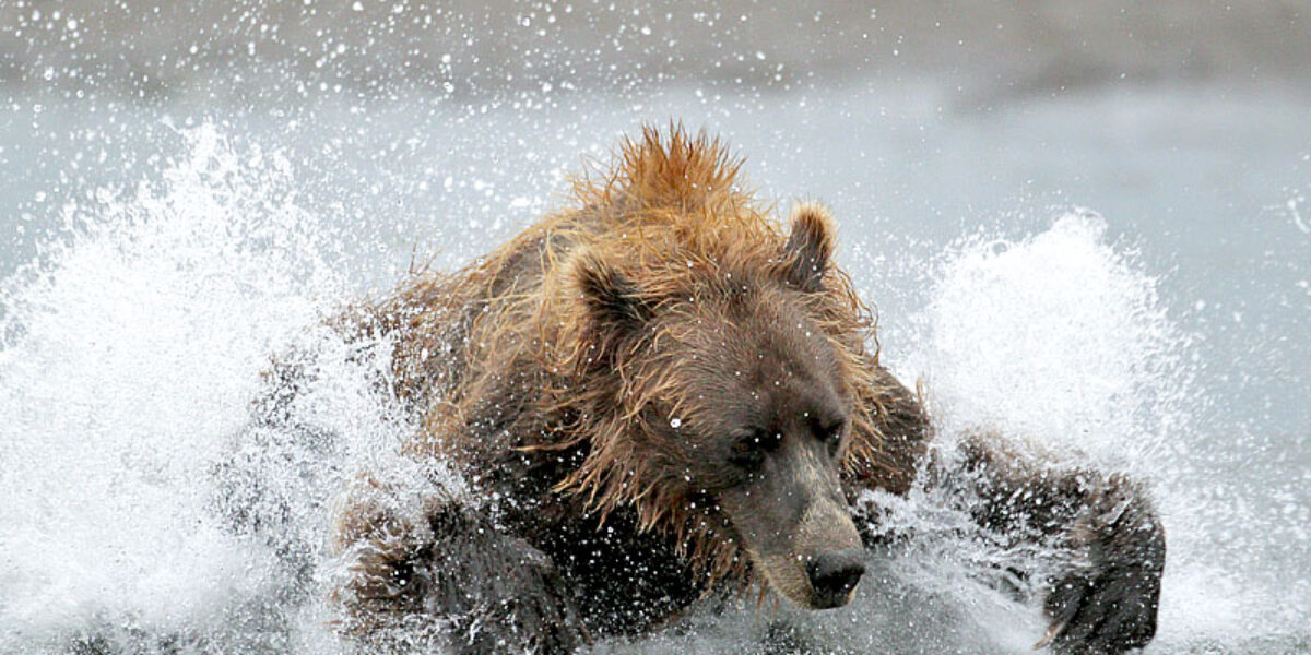 Exciting new Alaska bear photography tour