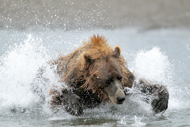 Exciting new Alaska bear photography tour
