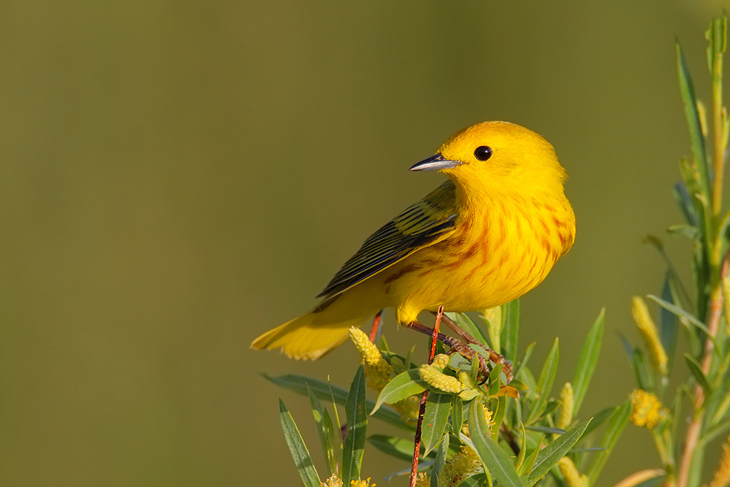 Male Yellow Warbler