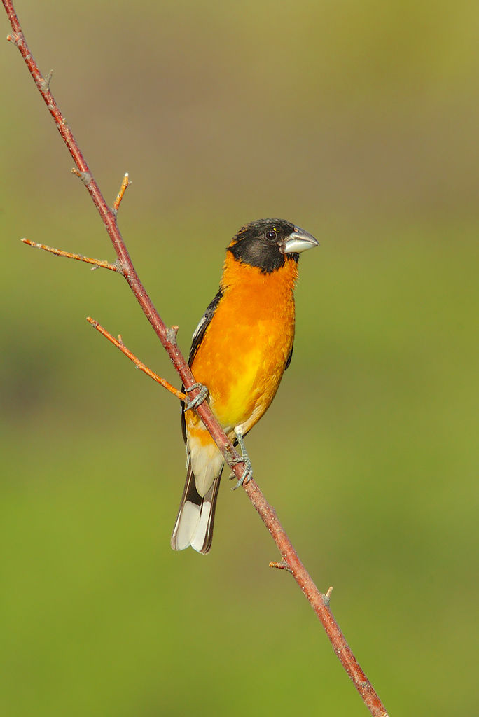 Black-headed grosbeak
