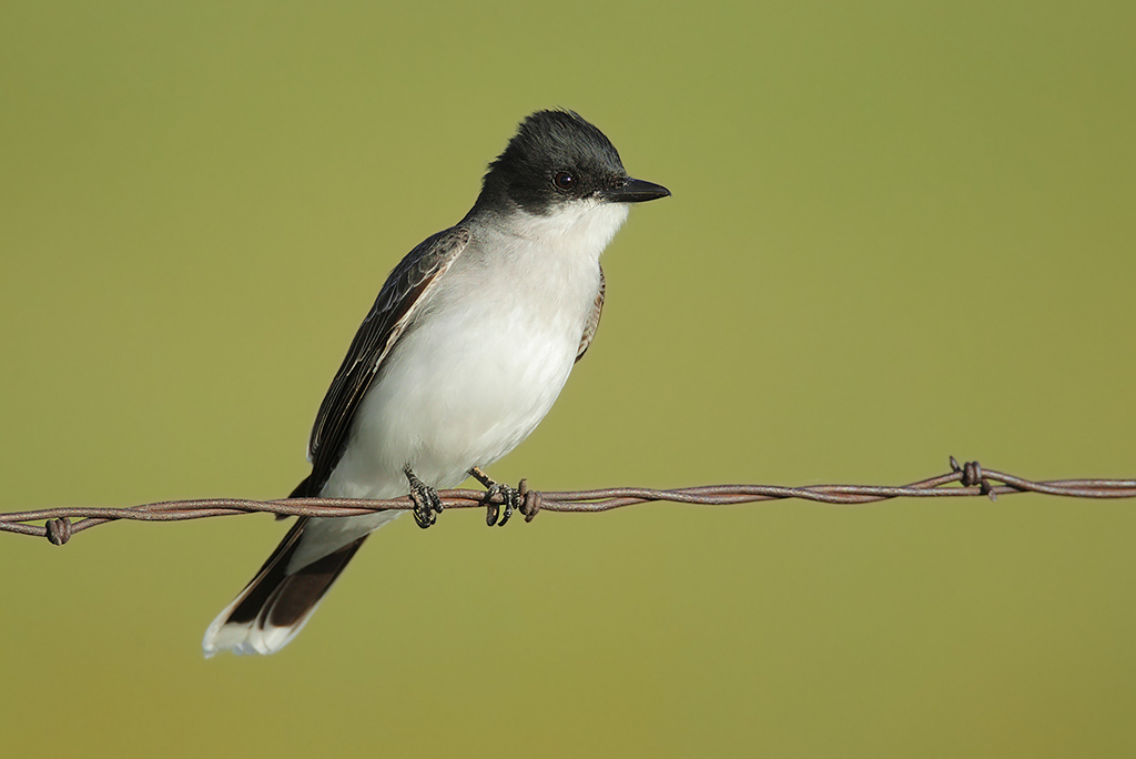 Eastern Kingbird