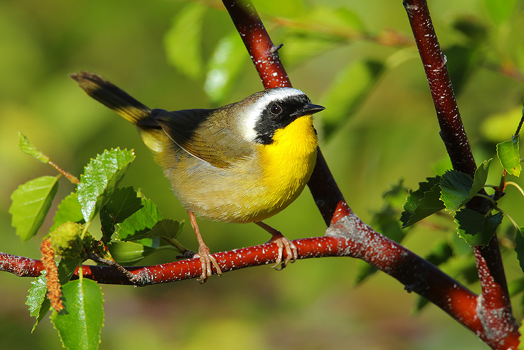 Male common yellowthroat