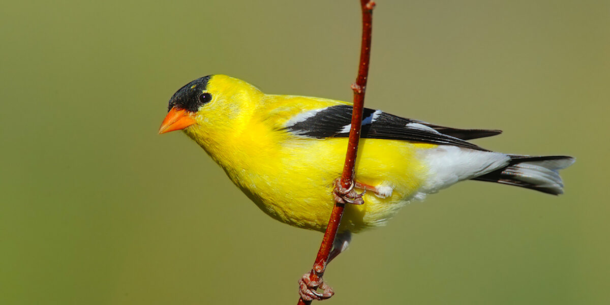 Spring is for the birds!
