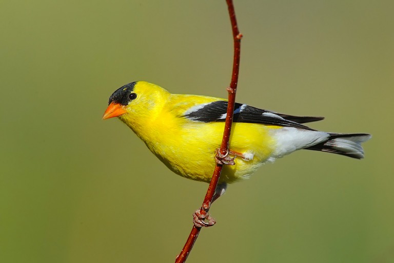 Spring is for the birds!