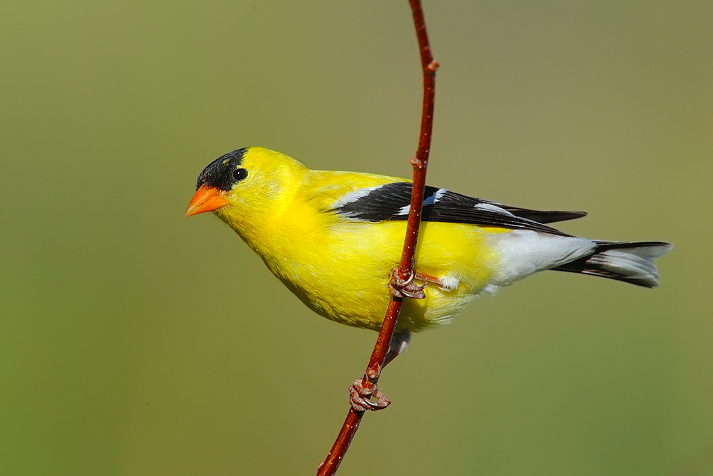 American Goldfinch