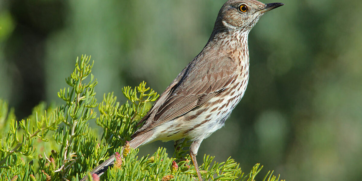 Sage Thrasher