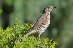 Sage Thrasher