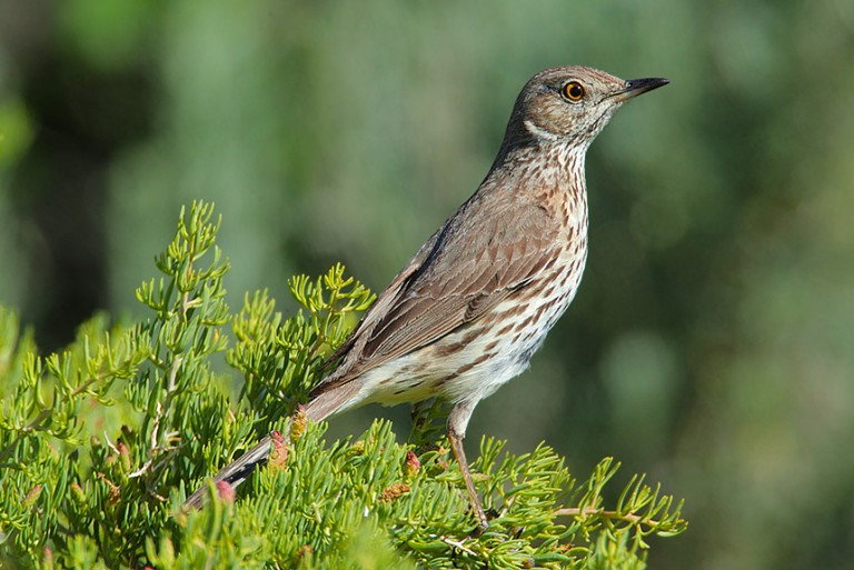 Sage Thrasher
