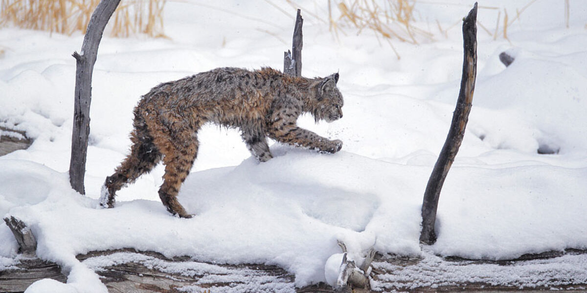 “2013 Winter Yellowstone Photo Tours”