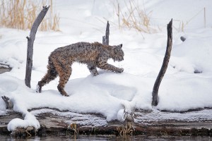 “2013 Winter Yellowstone Photo Tours”