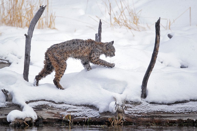 “2013 Winter Yellowstone Photo Tours”