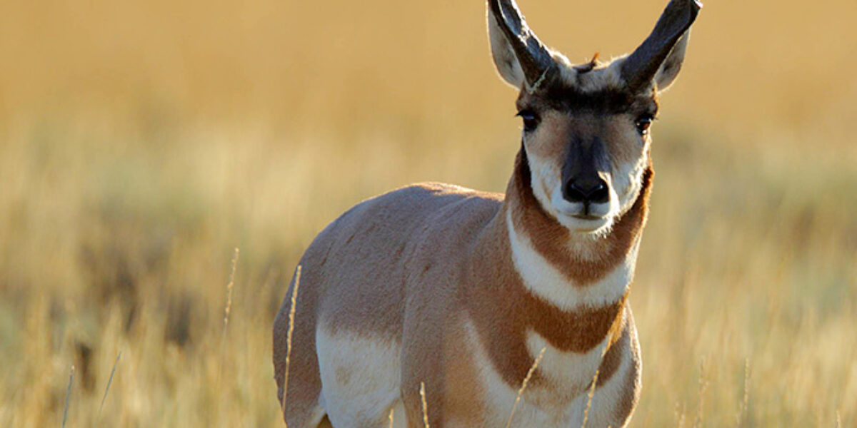 The pronghorn rut 2014