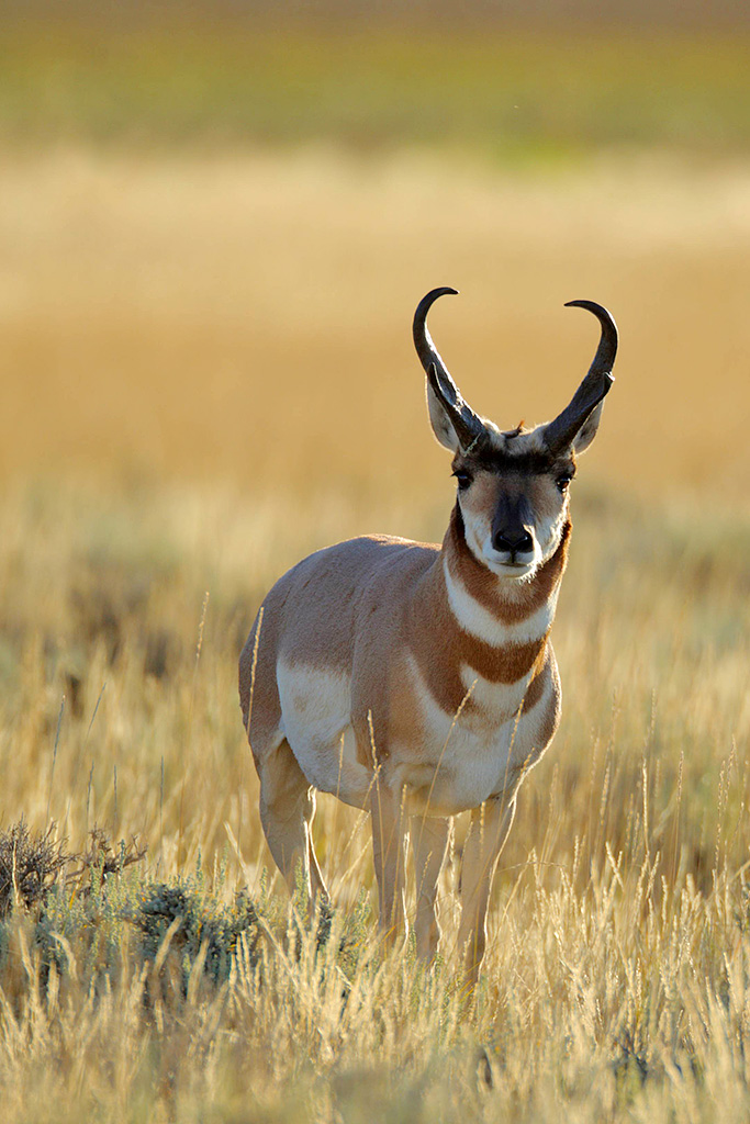 Pronghorn buck