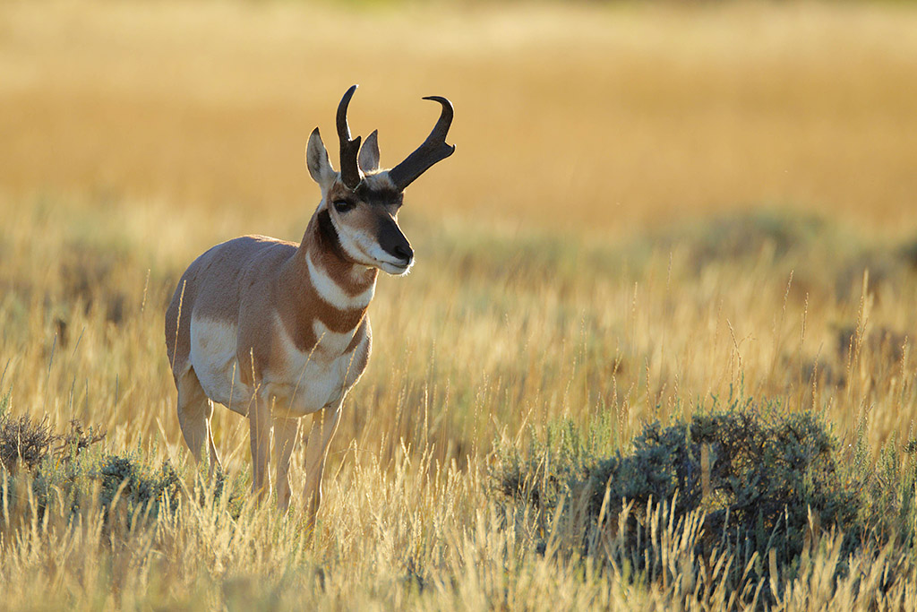 Pronghorn buck