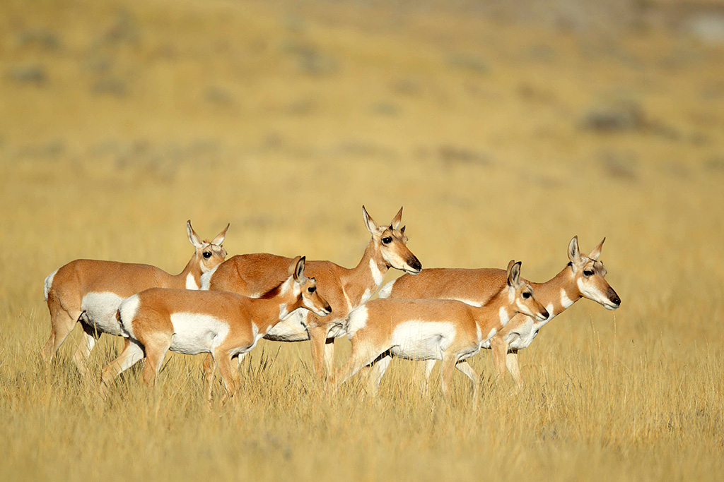 Pronghorn herd