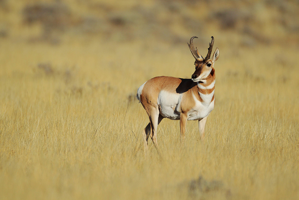 Pronghorn buck