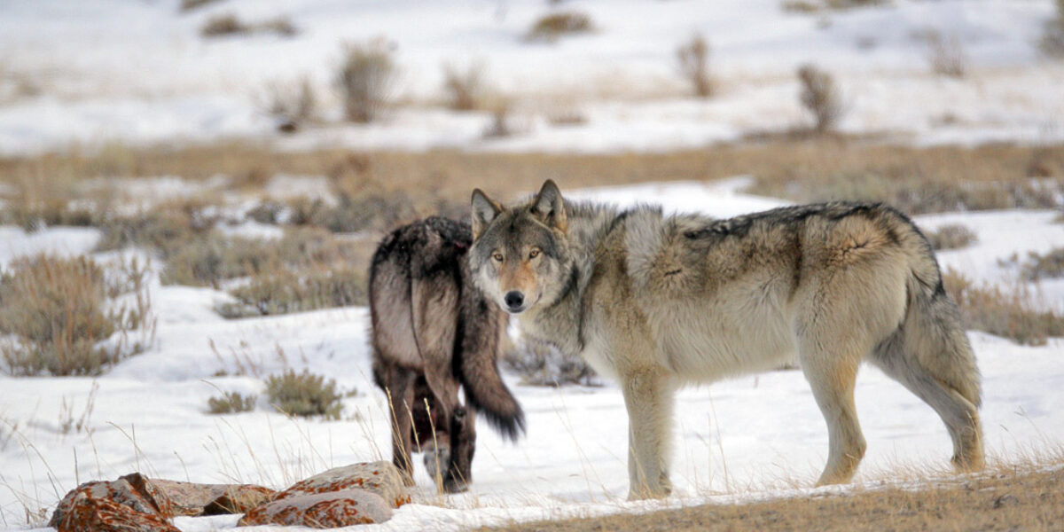 Weekend of Wolves