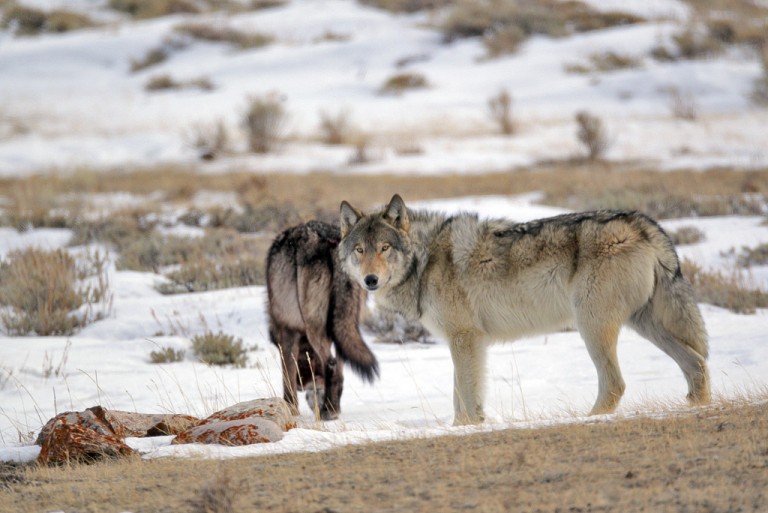 Weekend of Wolves