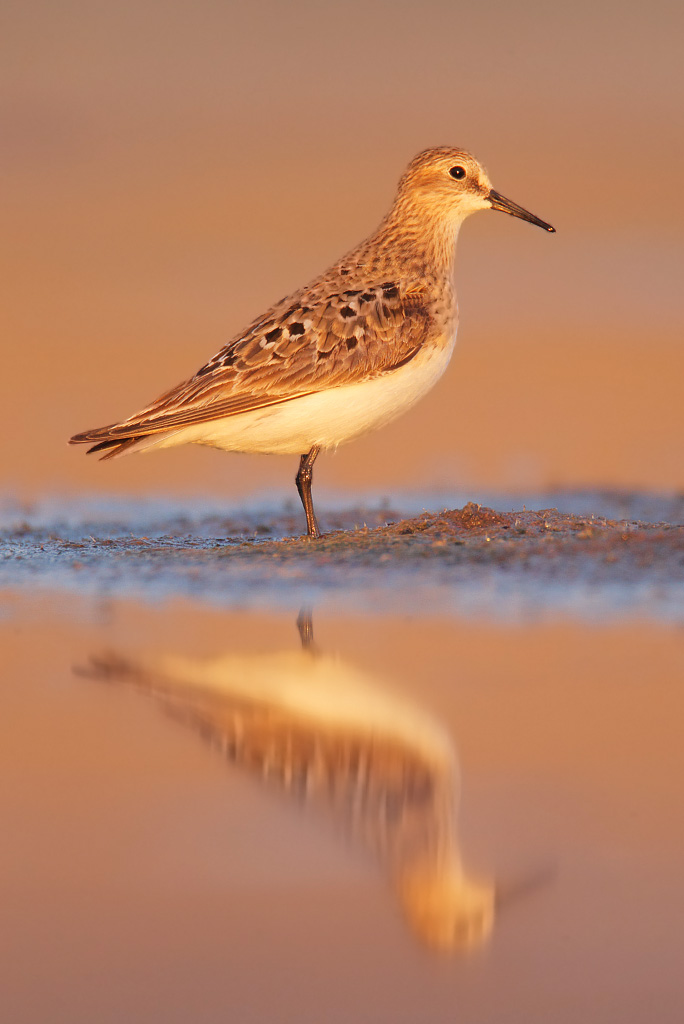 Baird's sandpiper at sunrise