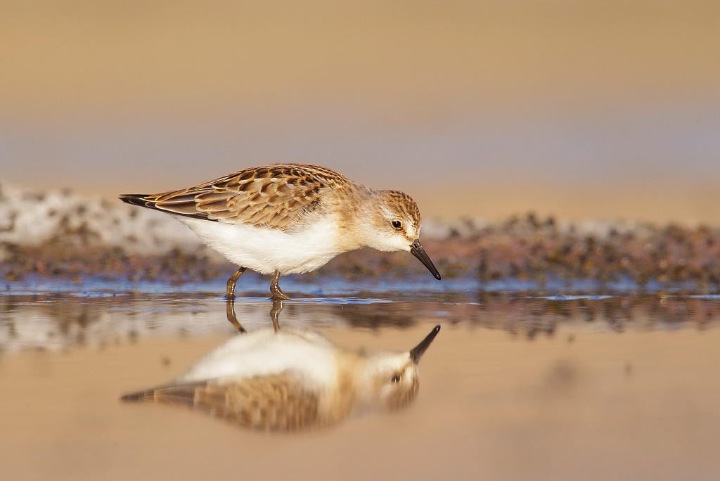 Least sandpiper