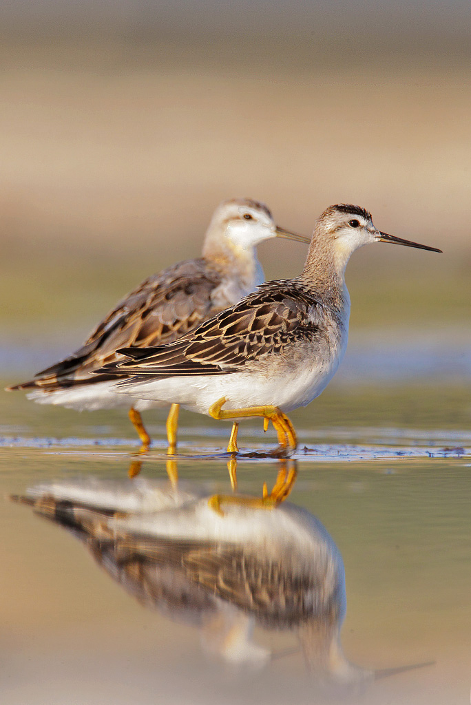 Pair of Lesser Yellowlegs
