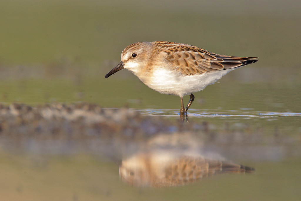 Least Sandpiper