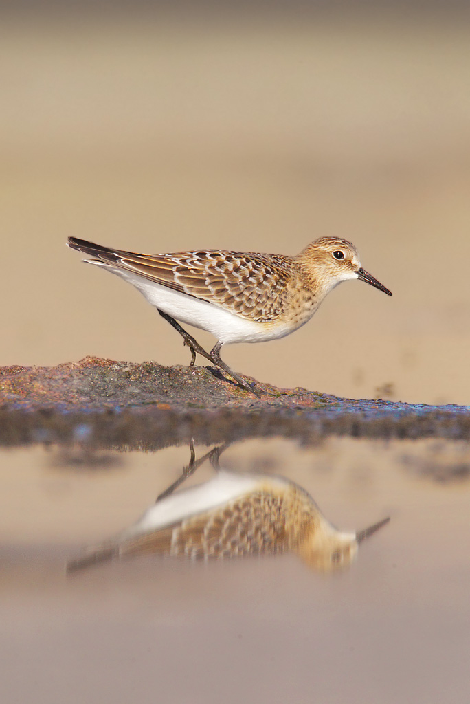 Baird's sandpiper