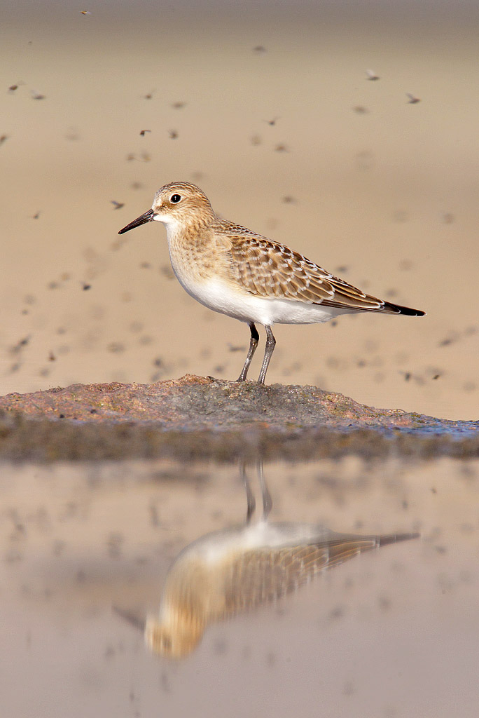 Baird's sandpiper 
