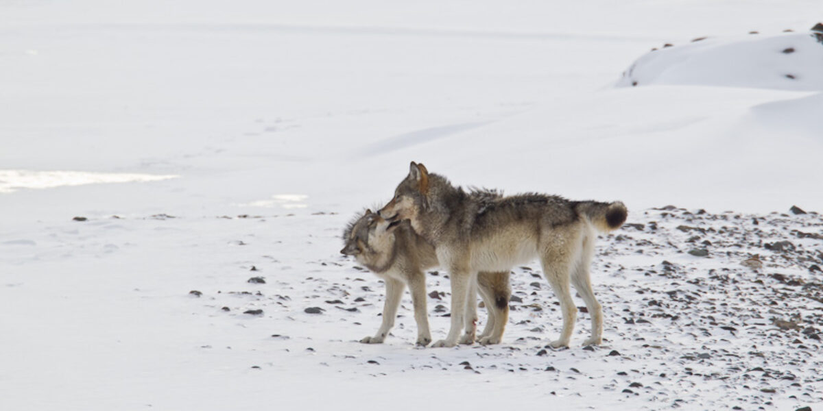Winter in Yellowstone Photo Tour