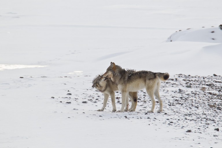 Winter in Yellowstone Photo Tour