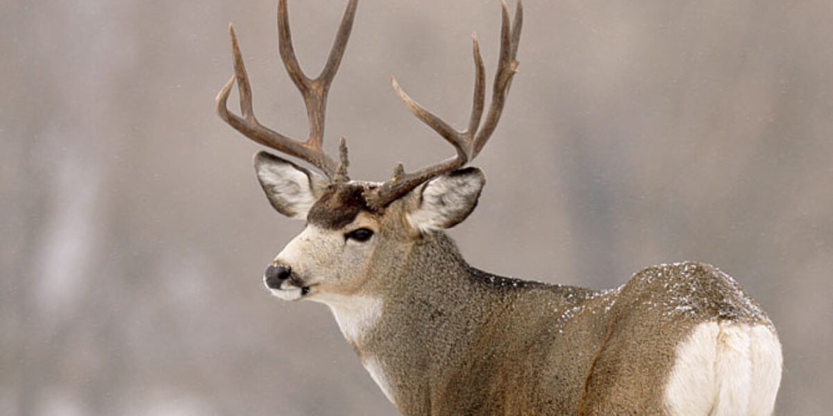 Wyoming Mule Deer