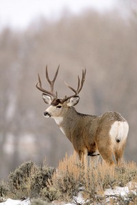 Wyoming Mule Deer