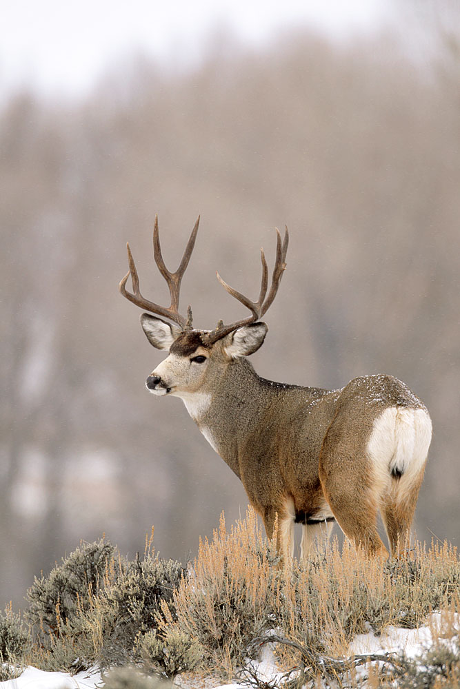 Wyoming Mule Deer