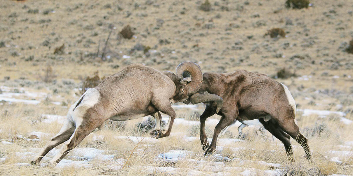 “Battling Bighorns” Photography Tour
