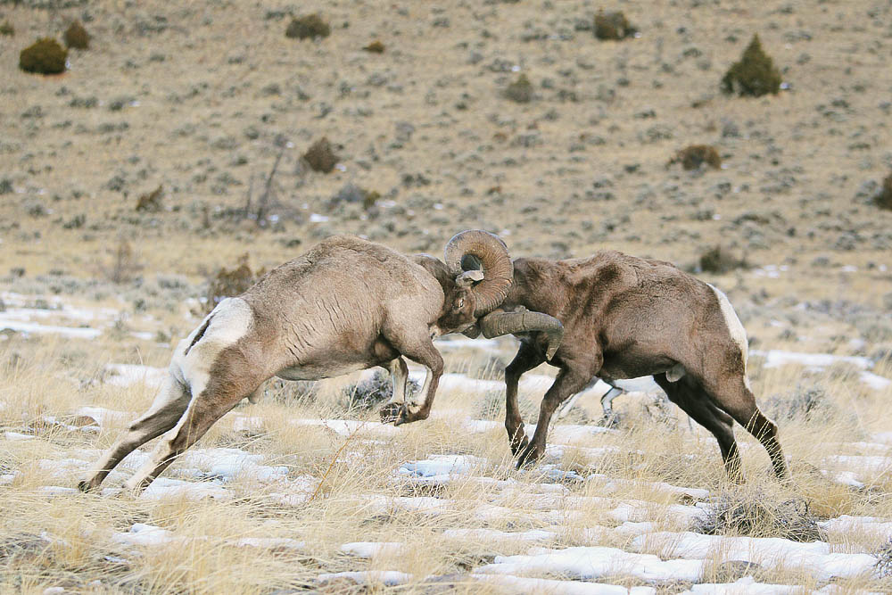 “Battling Bighorns” Photography Tour