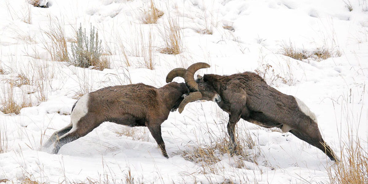 “Battling Bighorns” 2011