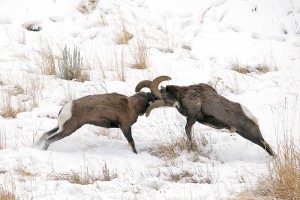 “Battling Bighorns” 2011