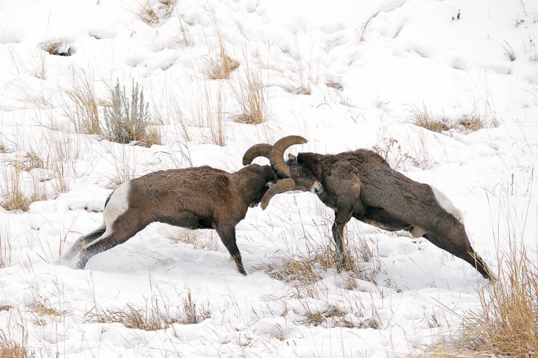 “Battling Bighorns” 2011