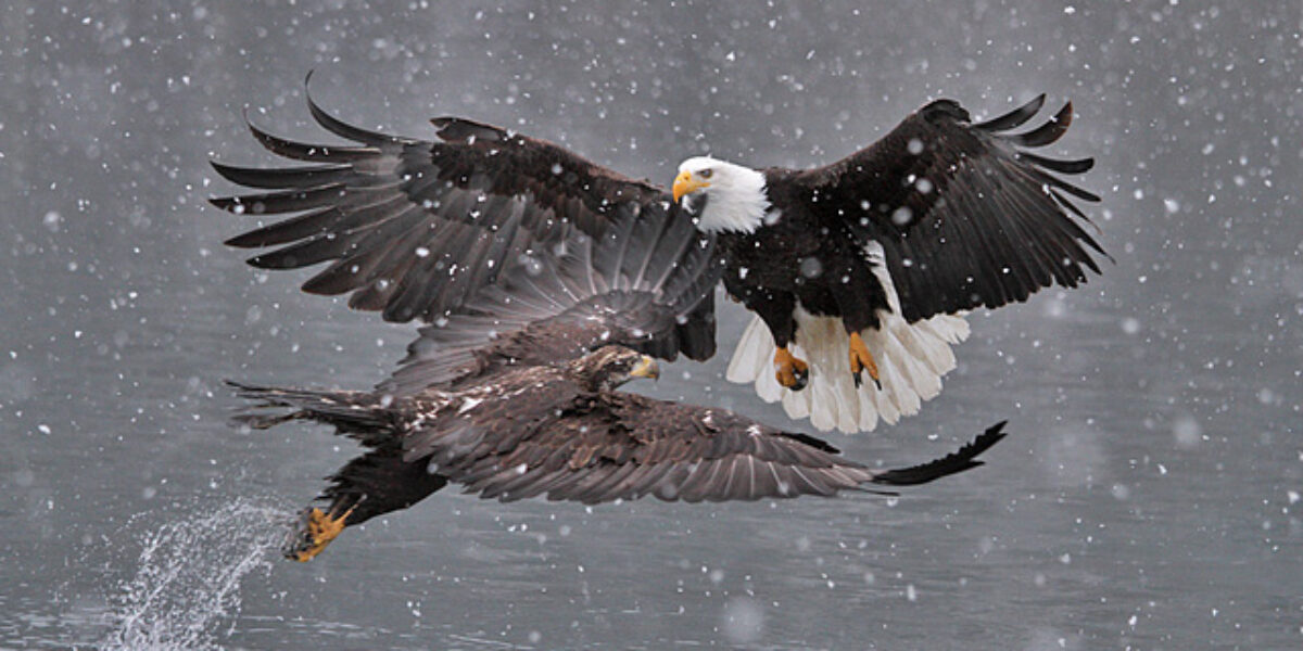 Canon EF70-200mm F4 IS in Alaska