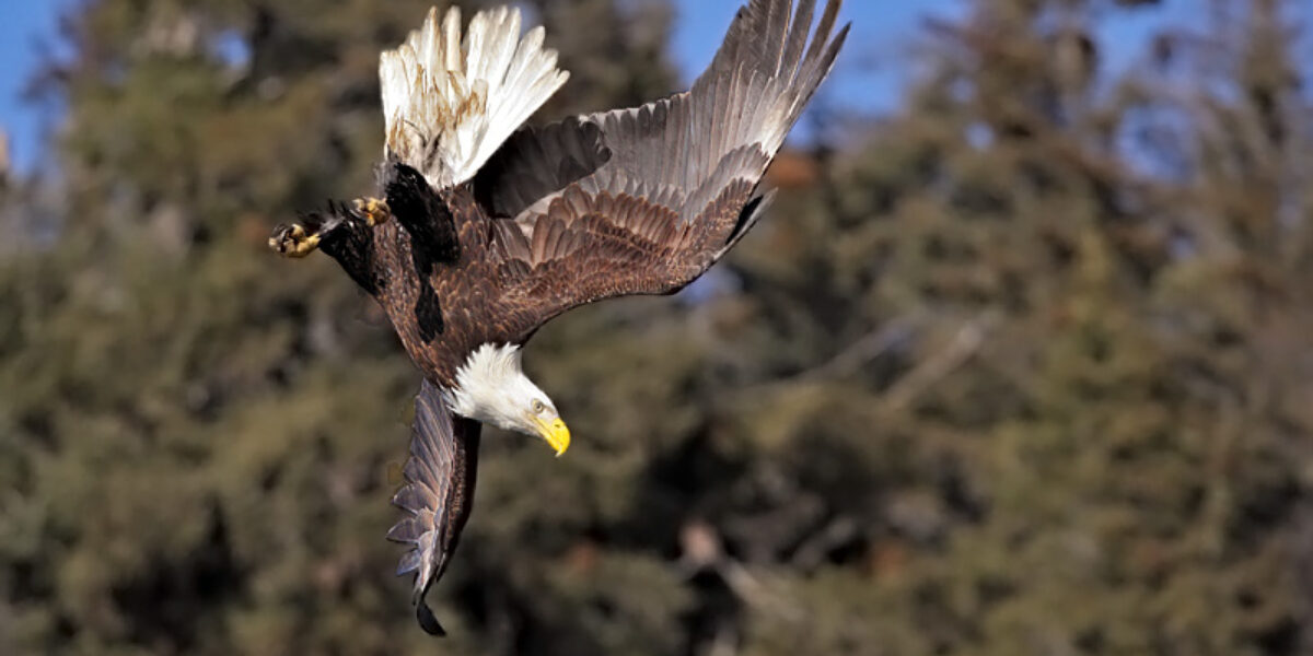 Eagle Photography Equipment Choices