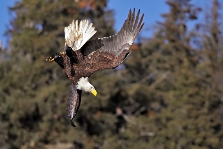 Eagle Photography Equipment Choices