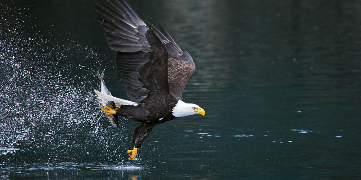 “Bald Eagles of Alaska”  Adding 3rd Tour