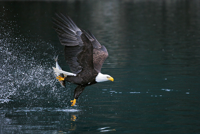 “Bald Eagles of Alaska”  Adding 3rd Tour