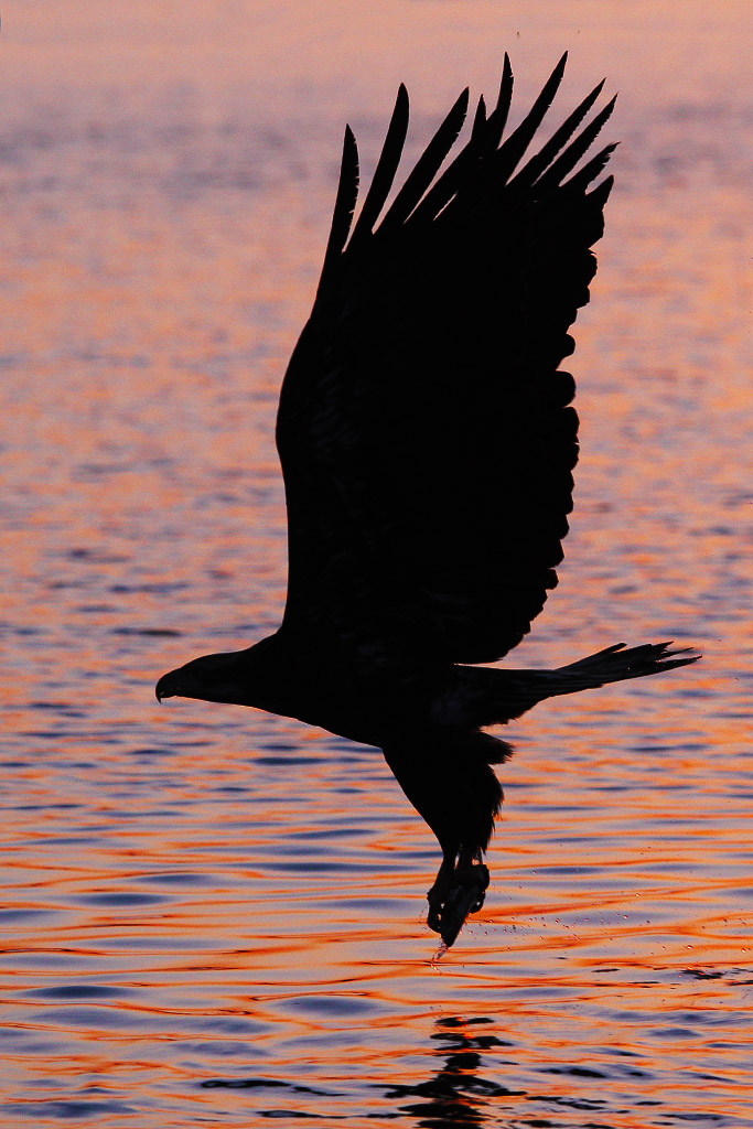 eaglesunset2