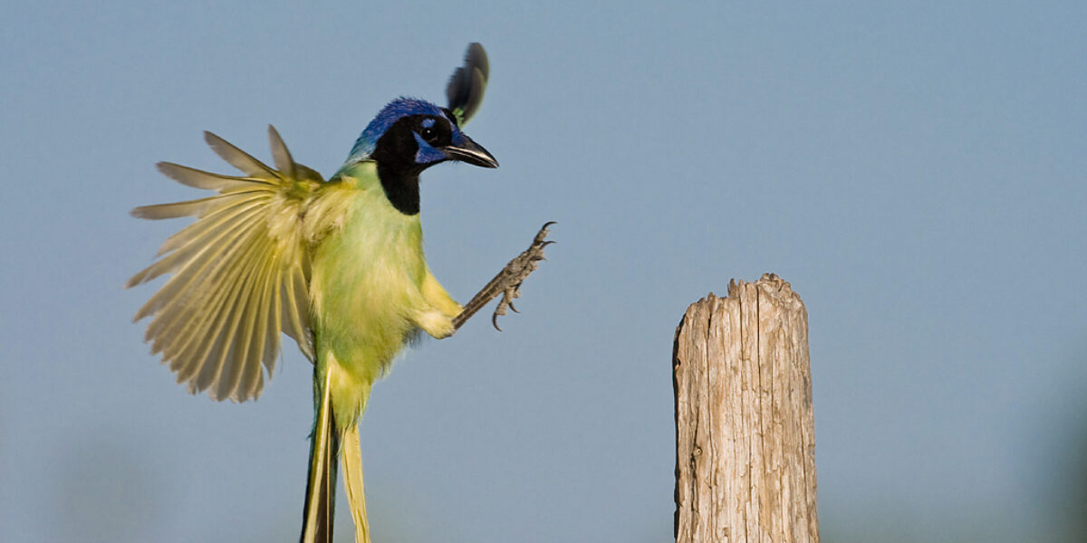 Images For Conservation Pro-Am Contests 2012