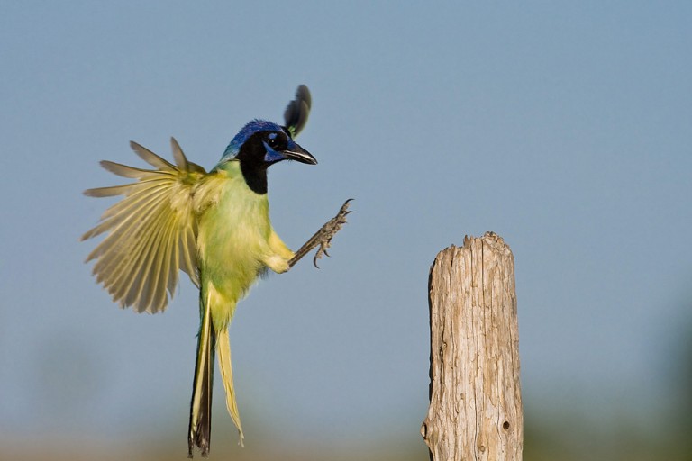 Images For Conservation Pro-Am Contests 2012