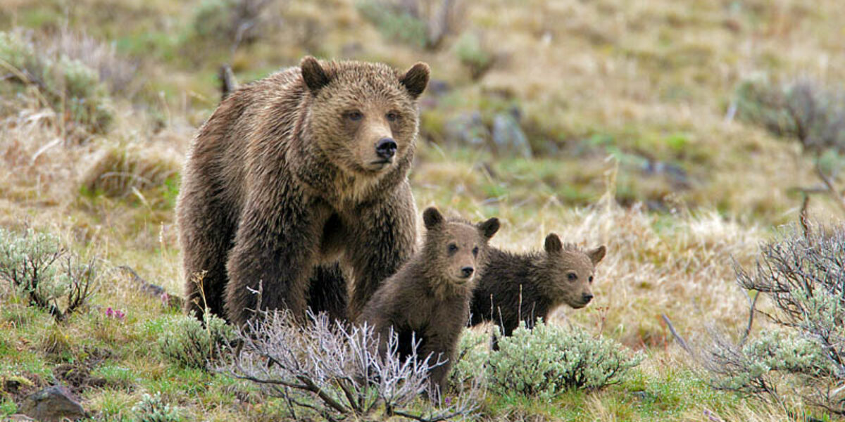 Private Yellowstone National Park Photo Tours